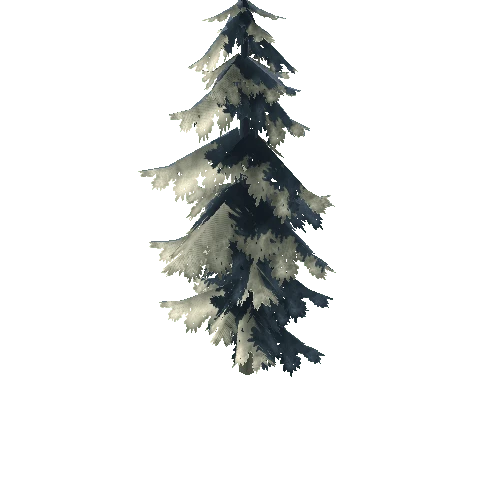 Pine Tree_04_Winter